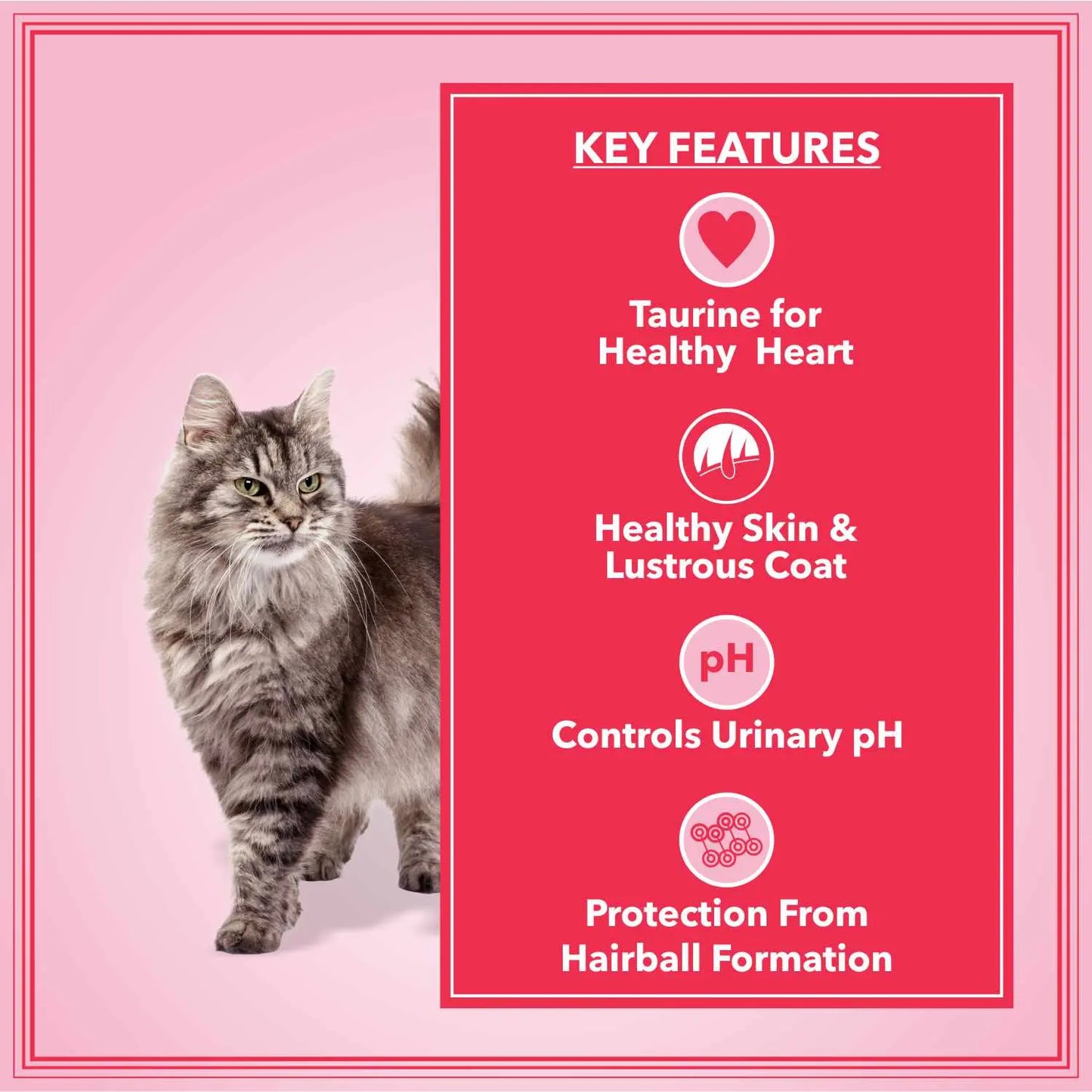 Let's Bite Active Adult Ocean Fish Dry Cat Food – 2 kg (1 kg × 2)