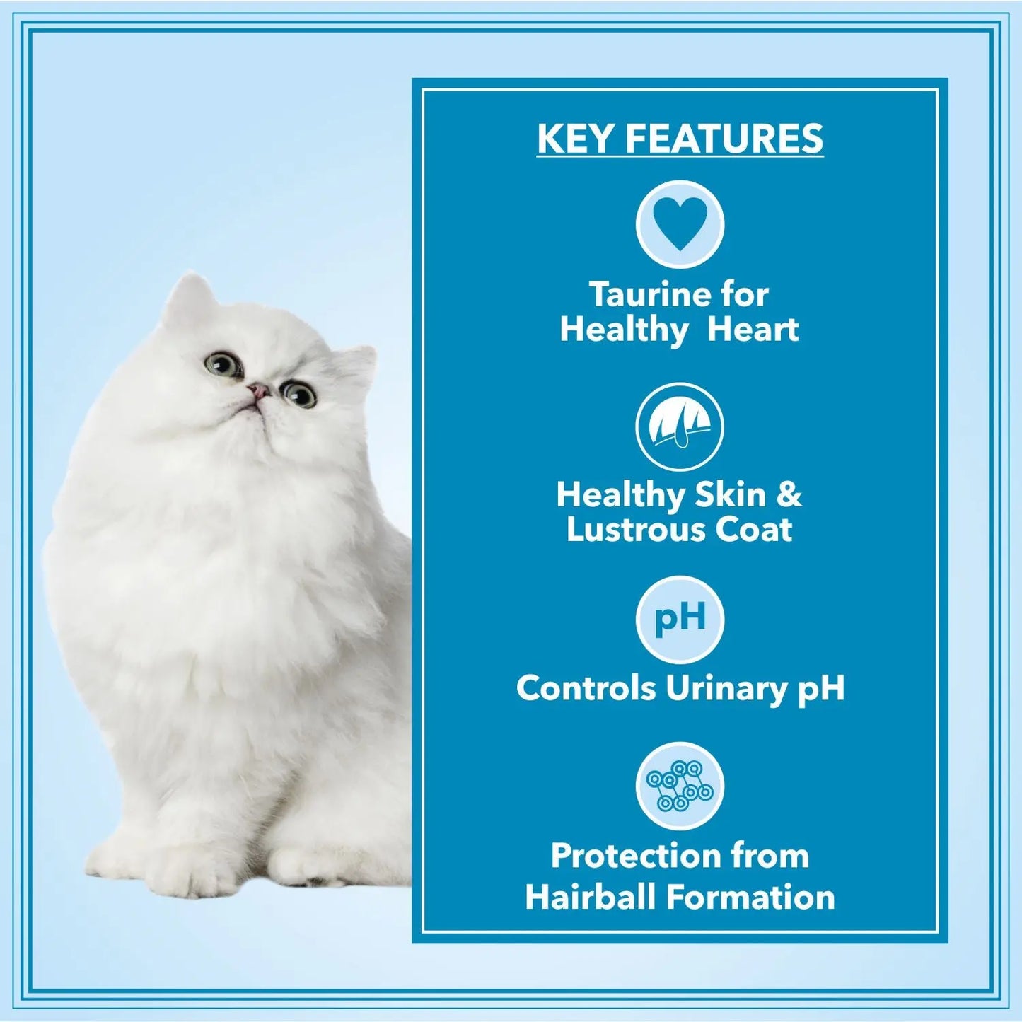 Let's Bite Active Persian Ocean Fish Dry Cat Food – 800 g (400 g × 2)