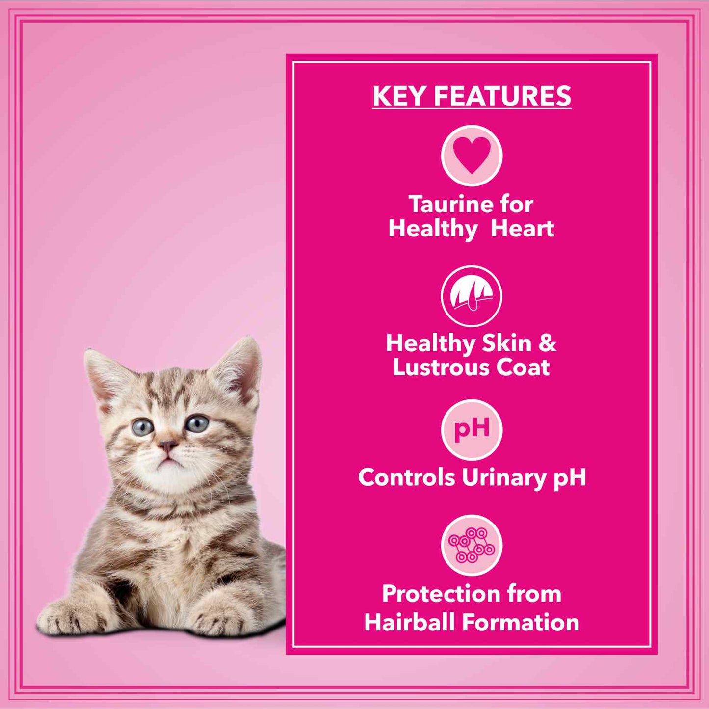 Let's Bite Active Kitten Ocean Fish Dry Cat Food – 800 g (400 g × 2)