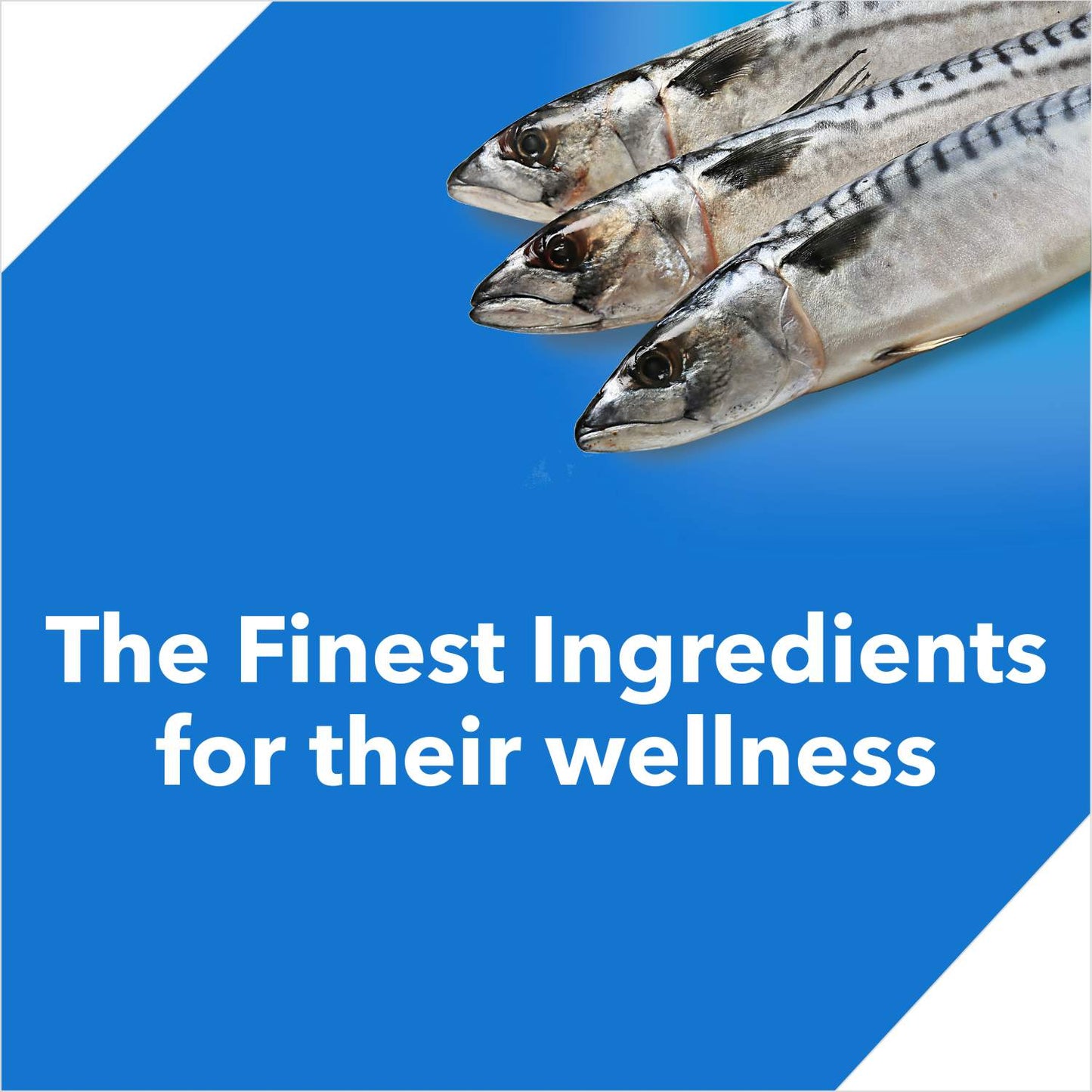 Drools Ocean Fish Adult Cat Food – 400 g