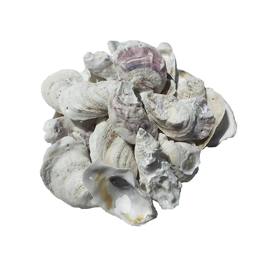 Nishikigoi Oyster Shell — pond water treatment