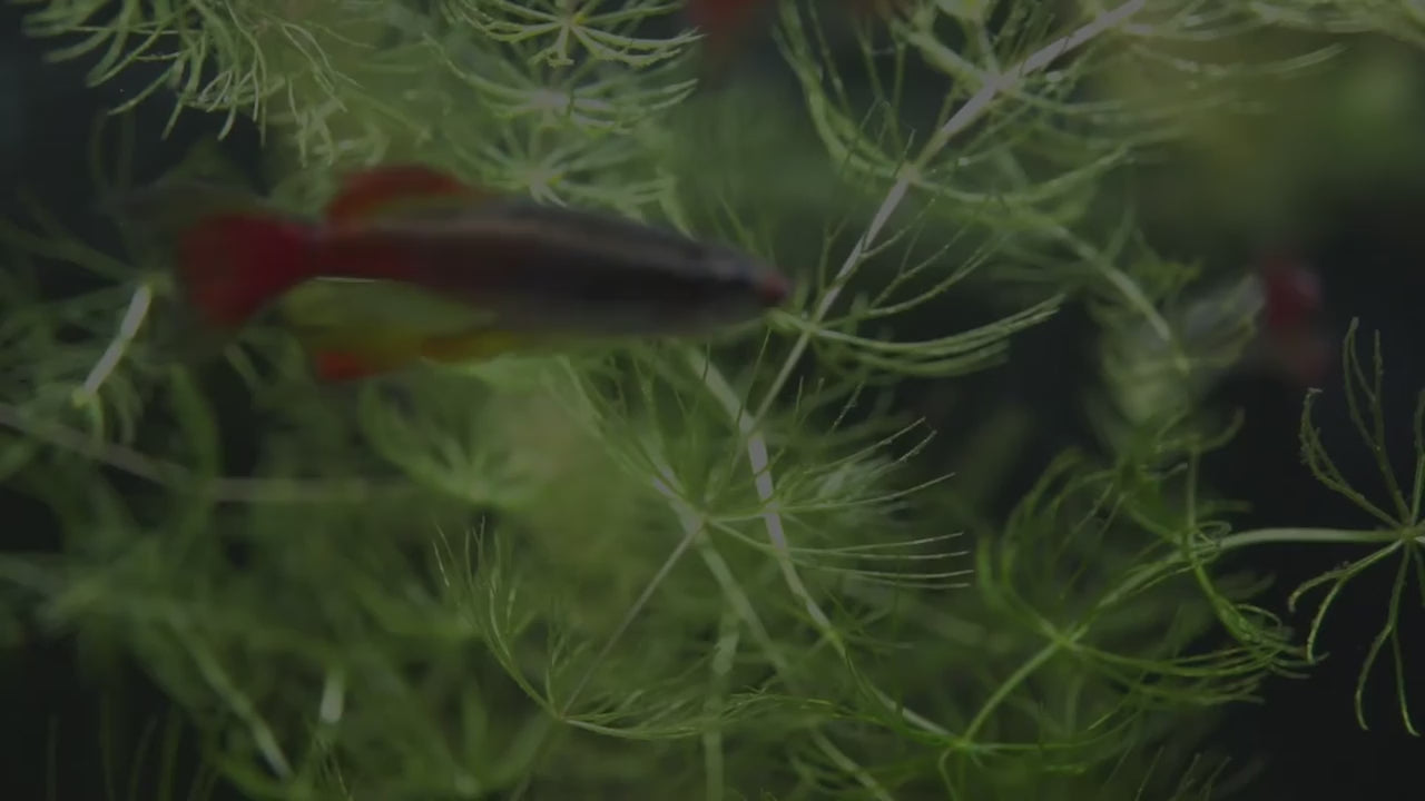 Hygger Planted Aquarium LED Light