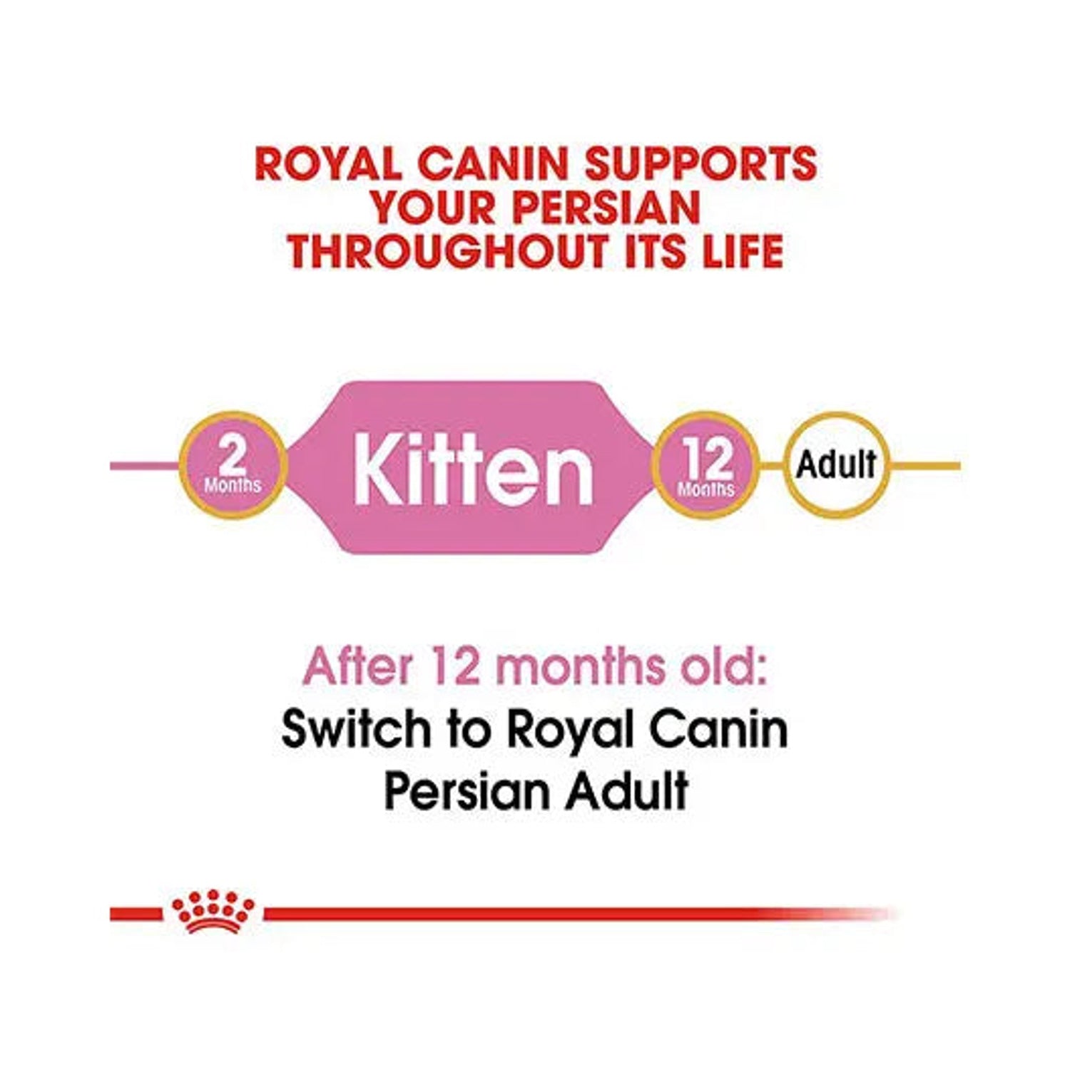 Royal Canin Persian Kitten life-stage guide from 2 to 12 months