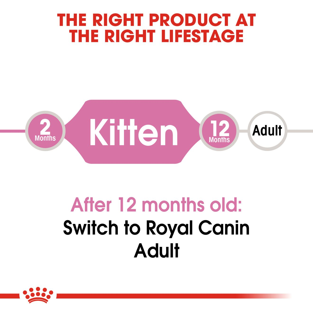 Royal Canin Kitten life-stage guide from 2 to 12 months before adult food