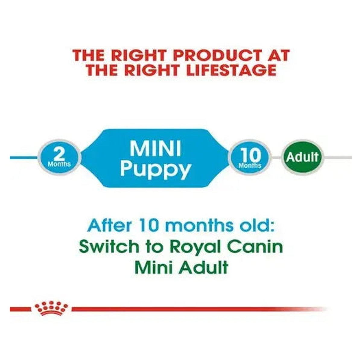 Royal Canin Mini Puppy life-stage guide from 2 to 10 months