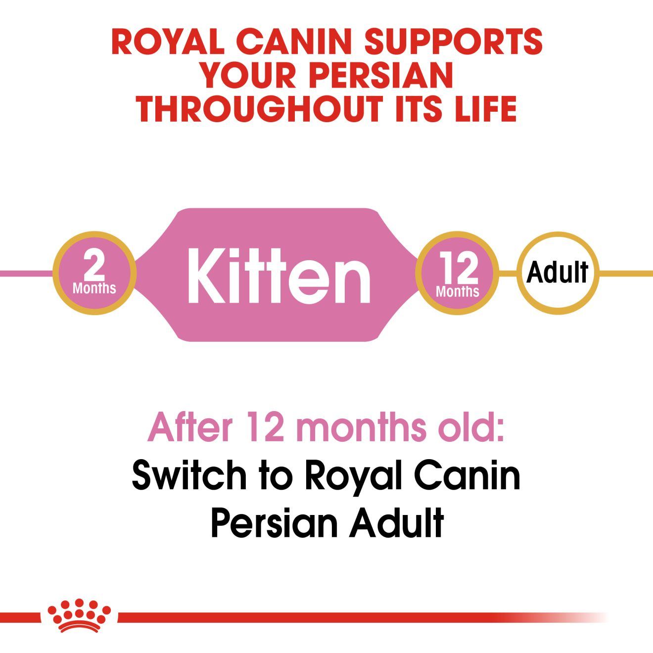 Royal Canin Persian Kitten life-stage guide from 2 to 12 months before Persian Adult