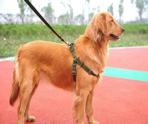 XL Dog Durable Cushioned Harness