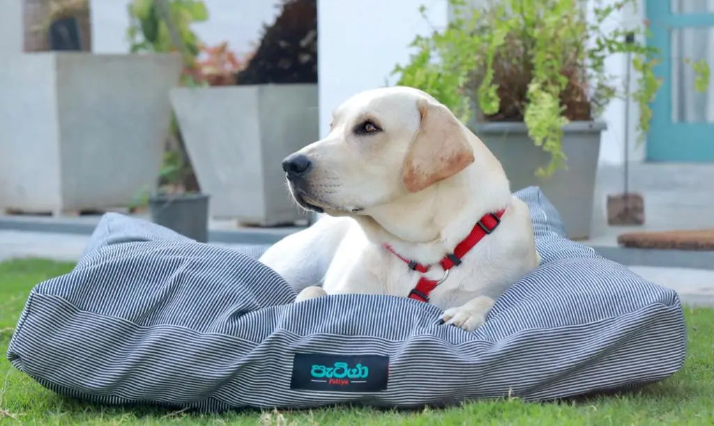 Patiya Handloom Dog Bed